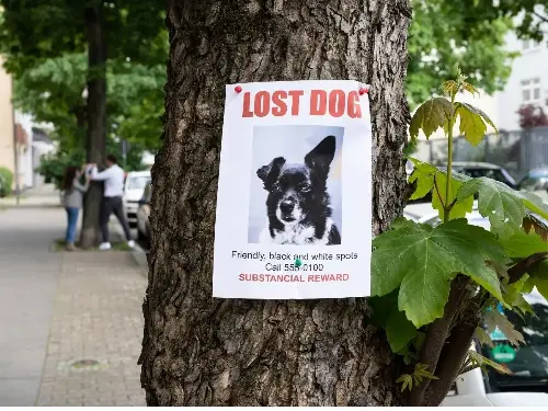Según la ciencia ¿Por qué los perros encuentan el camino a casa? Foto Getty Images