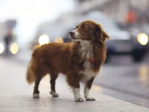 Según la ciencia ¿Por qué los perros encuentran el camino a casa?