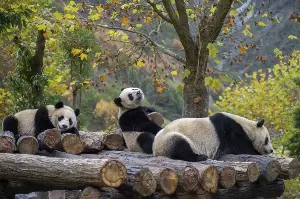Traveling to Chengdu, China: A detailed review of 12 must-see places.