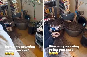 Woman Looks Away for a Moment, Dog Seizes His Opportunity: ‘Send Help’