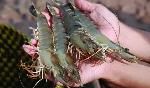 How to properly boil fresh and frozen shrimp