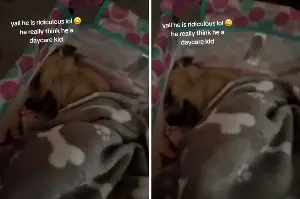 Daycare Dog Who Needs To Nap Like the Other Kids Has Internet in Stitches