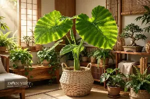 These plants attract wealth and prosperity.