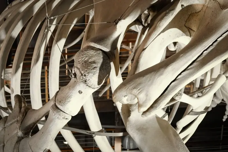 whale heart plastination