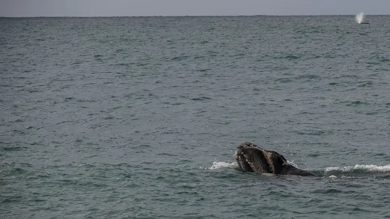blue whale surfacing