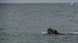 The blue whale's heart beats slowly