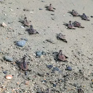 111 hawksbill turtle released; Brahminy Kite, Serpent Eagle rescued