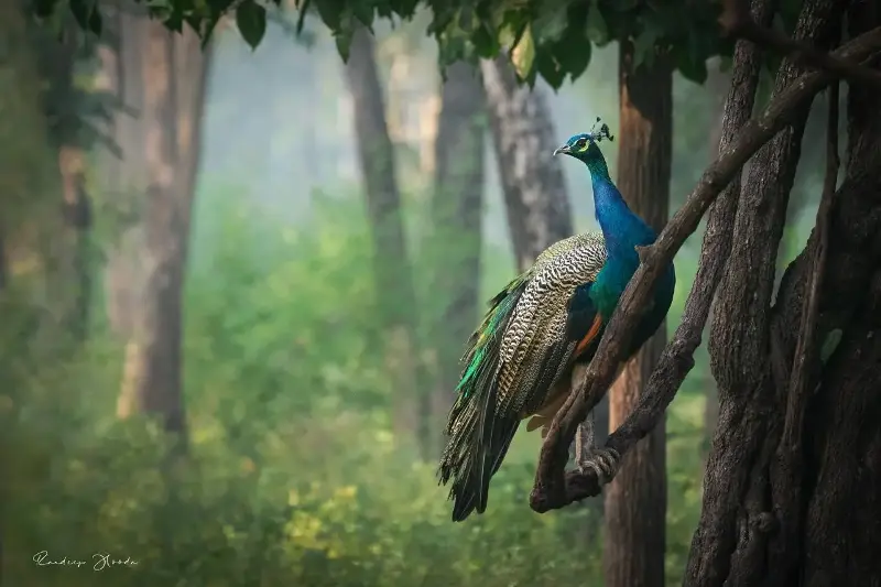 A peacock captured by Randeep at Tadoba National Park in Maharashtra
