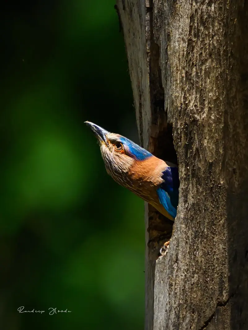 A Paradise Fly Catcher captured by Randeep at Tadoba National Park in Maharashtra