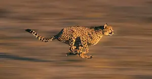 A cheetah can go from a standstill to about 60 miles an hour in roughly three seconds, out-accelerating many sports cars, but it can’t hold that speed for long
