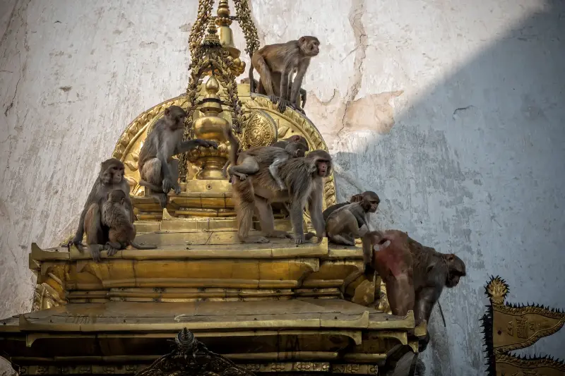Monkeys climb on shrines at Swayambhunath (also known as the monkey temple), The stupa did not sustain damage during last year's earthquake on April 22, 2016 in Kathmandu, Nepal.