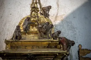 Dozens hospitalized as gang of monkeys terrorizes Nepal city