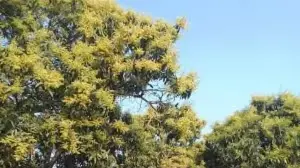 Witerati | Of April lilies and arboreal adventures