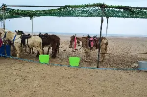 Donkeys banned from Welsh beach after 100 years