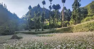 Tuyen Quang is ready for the 2026 Buckwheat Flower Festival.