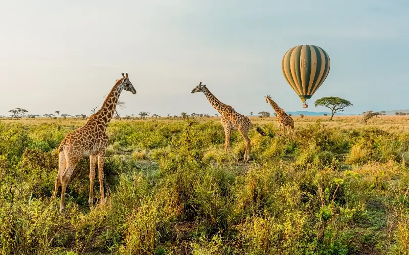 See giraffes from the sky in Serengeti - Rocket k/iStockphoto
