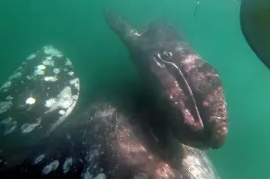 The latest on Pacific gray whales