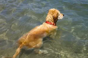 Golden Retriever’s Morning Routine Leaves Internet Obsessed: ‘My Dream’