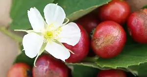 Why are cherry blossom trees banned from being planted in public places in Hanoi?