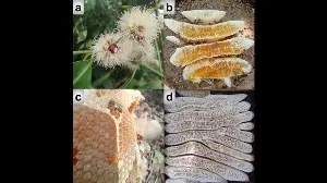 Pune scientists develop ‘fingerprint’ test for authentic jamun honey
