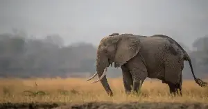 Elephants hold what many consider funerals, returning repeatedly to the bones of their dead, touching the skulls with their trunks, sometimes standing in silence for hours at a site with no apparent purpose other than to be there