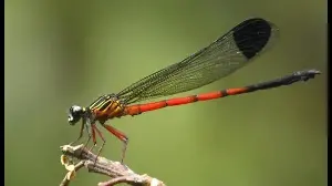 35% gap in new odonate study indicates mounting ecological stress in Western Ghats