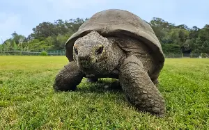 DNA from world’s oldest tortoise may hold key to human ageing