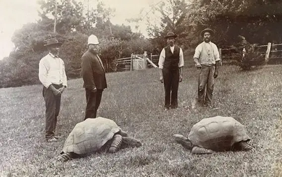 Jonathan, left, arrived in St Helena in 1882 - AL Innes