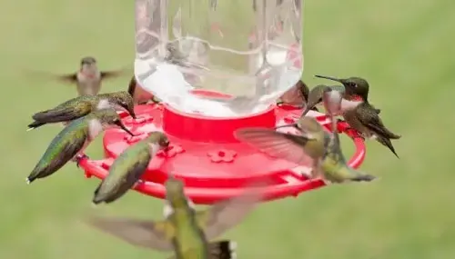 ¿Qué significa ver o que se te acerque un colibrí? ¿Qué significa ver o que se te acerque un colibrí?/ Foto: Getty Images