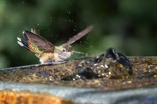 ¿Qué significa ver o que se te acerque un colibrí? ¿Qué significa ver o que se te acerque un colibrí?/ Foto: Getty Images