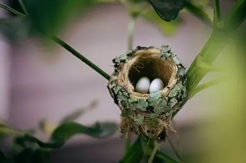 ¿Qué significa ver o que se te acerque un colibrí? ¿Qué significa ver o que se te acerque un colibrí?/ Foto: Getty Images