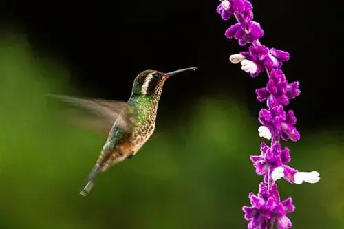 ¿Qué significa ver o que se te acerque un colibrí? ¿Qué significa ver o que se te acerque un colibrí?/ Foto: Getty Images