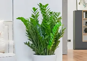 Top 5 plants dubbed 'happy plants' for living spaces.