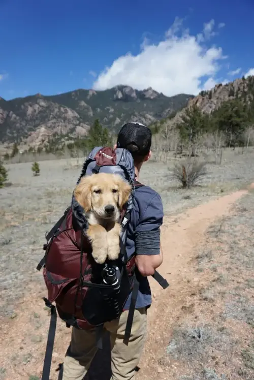 Las horas que soportan los perros durante un viaje en coche