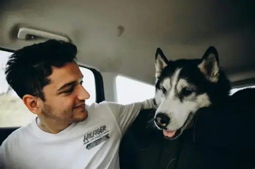 El máximo de horas que un perro puede viajar en coche