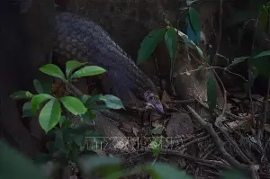 Hue releases 9 Javan pangolins back into their natural habitat.