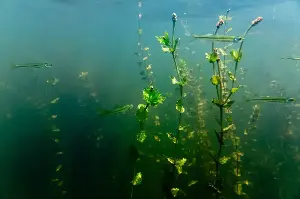 Grasses in the Chesapeake Bay expanded nearly 13% in 2025