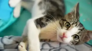 A cat cafe builds community in Kampala