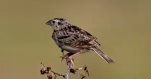 Grasshopper sparrows thrive on landfills.