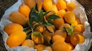 Nepal Restriction On Indian Mangoes Sparks Supply Chain Hurdles