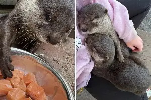 Otter’s Relationship With Sanctuary Keeper Melts Hearts: ‘Can I Have This?’