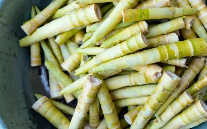 Măng tre có tác dụng gì?