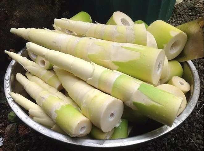 7 bài thuốc chữa bệnh từ măng tre- Ảnh 1.