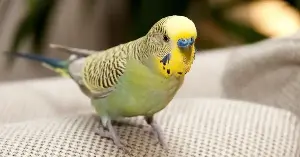A man built a submarine for his parakeet