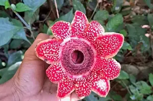 The highly endangered Himalayan lycopod has appeared in Phong Nha - Ke Bang.
