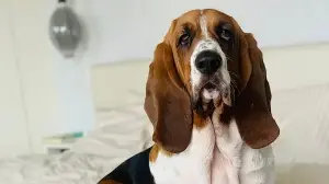 Basset hound Leroy's epic lake dock fail has the internet in stitches