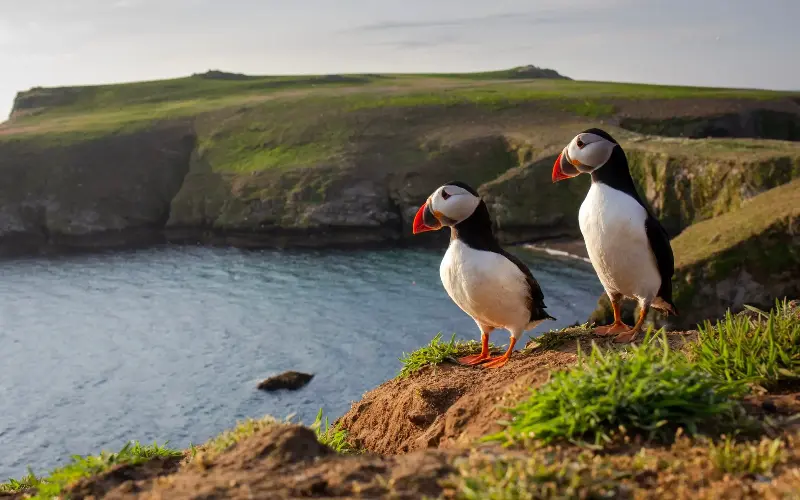 Visitors can spot puffins on Skomer Island in Pembrokeshire - WLDavies/E+