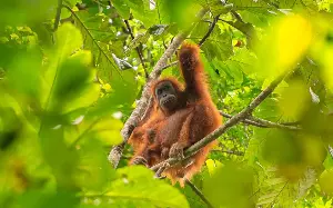 Four days of rain wiped out 7pc of orangutan species