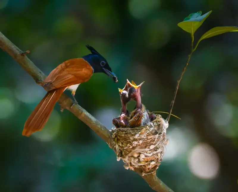 Một điểm đến ở Việt Nam vào top ngắm chim đẹp nhất thế giới- Ảnh 9.