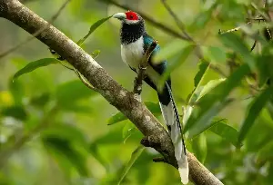 A destination in Vietnam ranks among the world's best places for birdwatching.